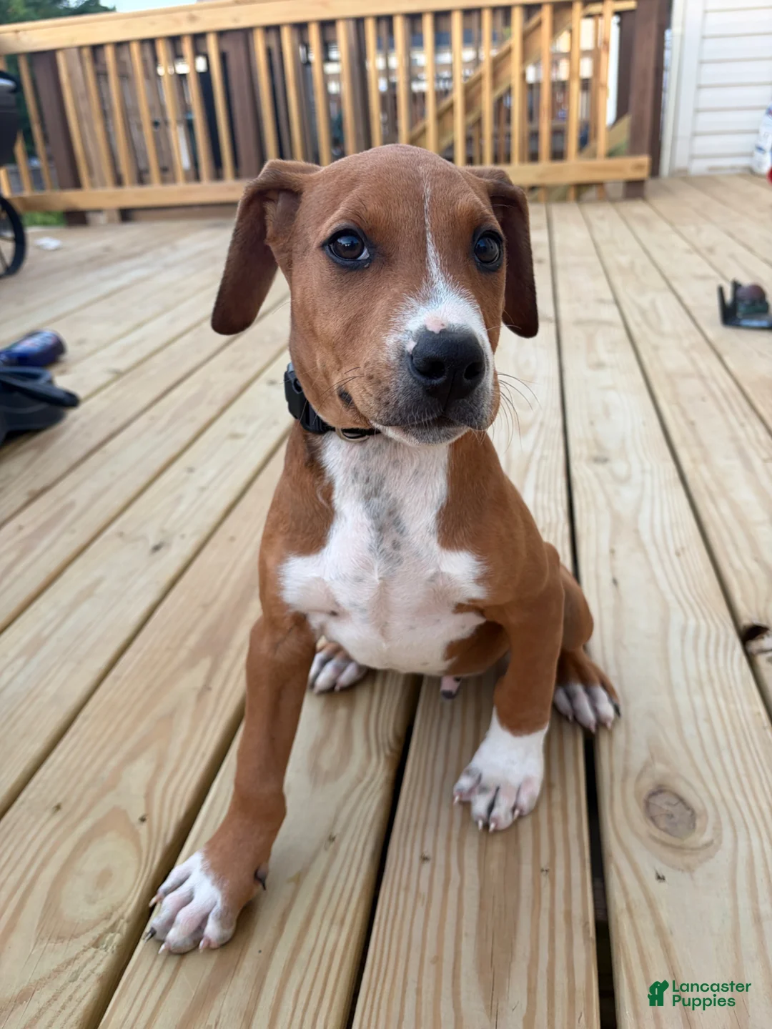 Mixed Breed dogs for sale: Butch - Ad 2
