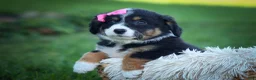 Mini Aussiedoodle dogs for sale: Layla🎀 - Ad 8