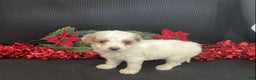 Mini Goldendoodle dogs for sale: Woody - Ad 5
