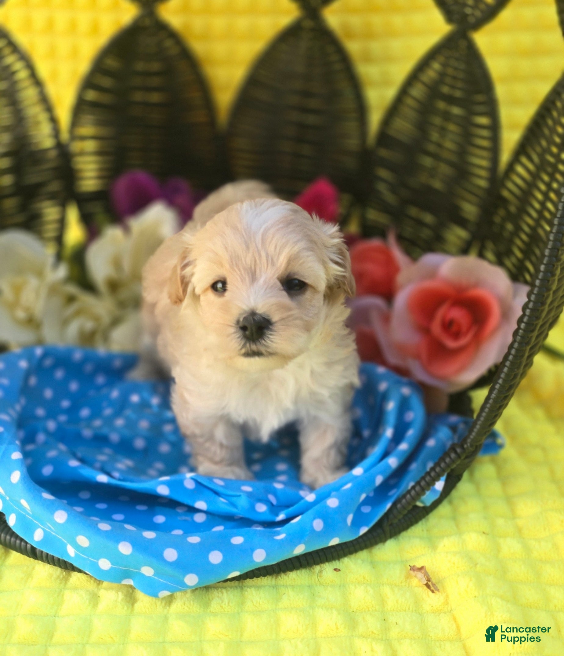 Maltipoo dogs Gypsy  - Ad 8