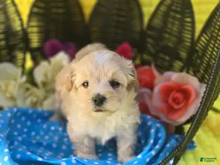 Maltipoo dogs Gypsy - Ad 8