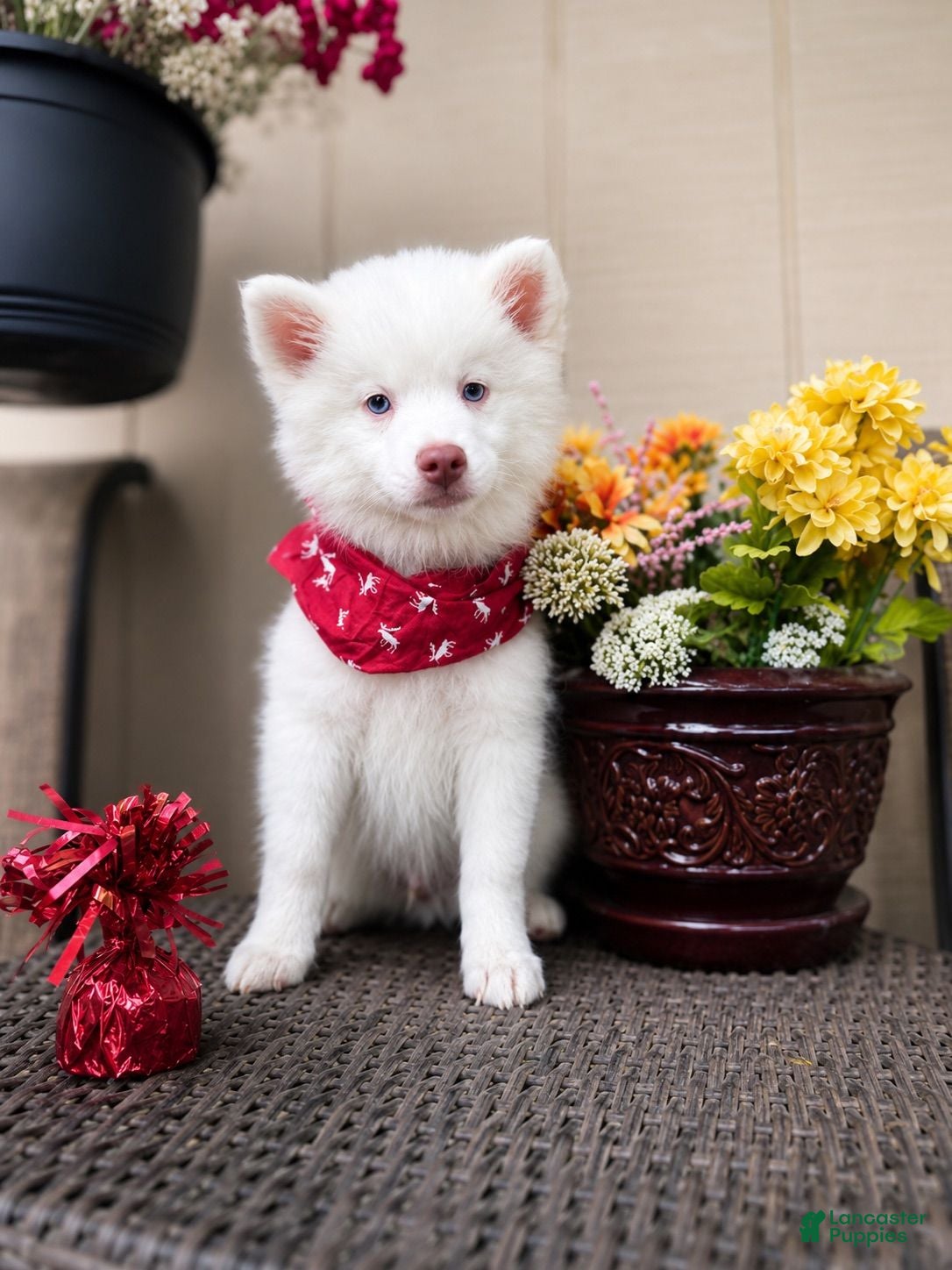 Pomsky dogs Atlas - Mini Male Pomsky → The Snow Prince - Ad 1