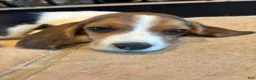Beagle dogs for sale: Duke - Ad 7
