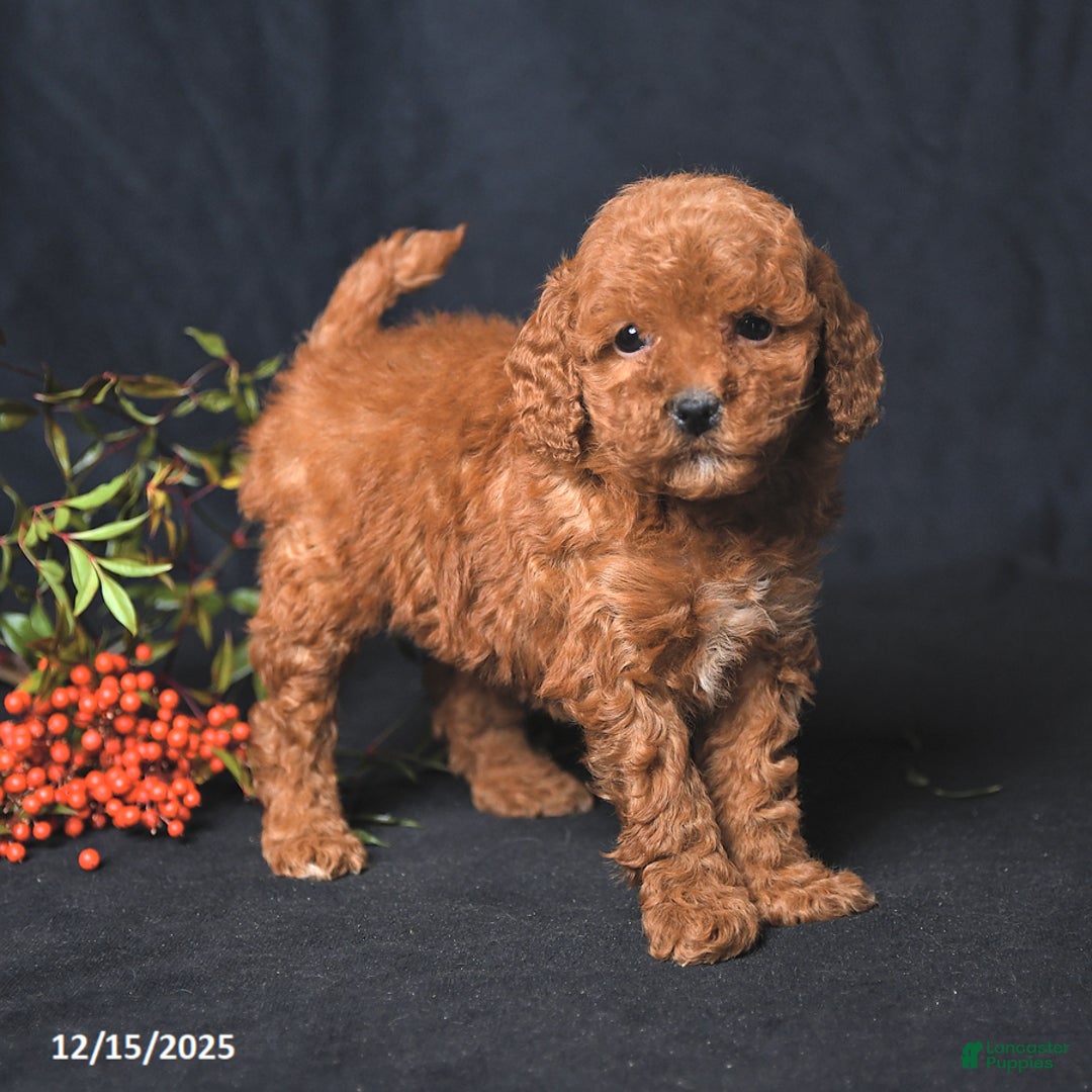 Miniature Poodle dogs for sale: Ivory - Ad 2