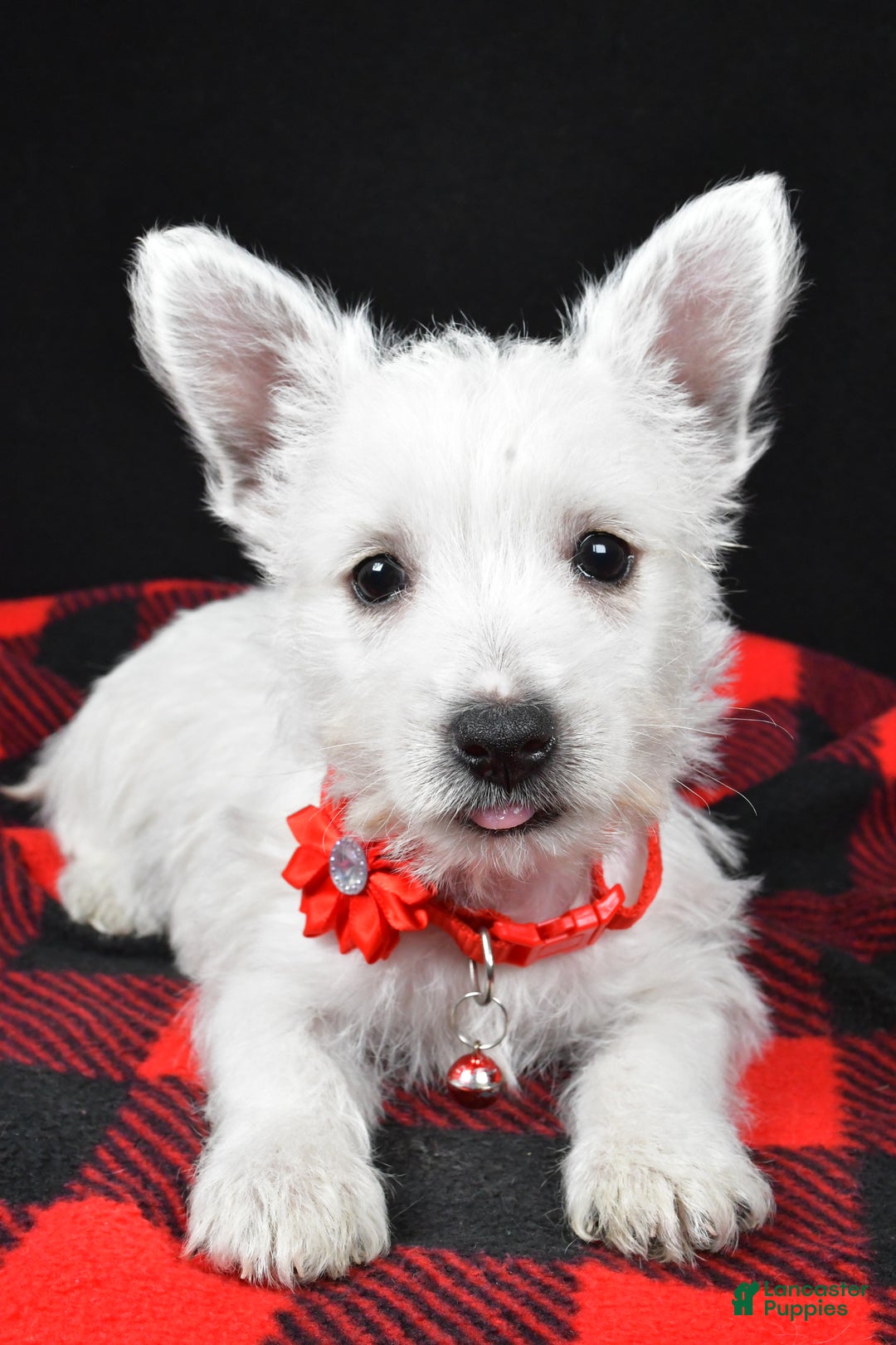 West Highland Terrier dogs for sale: Eva - Ad 12