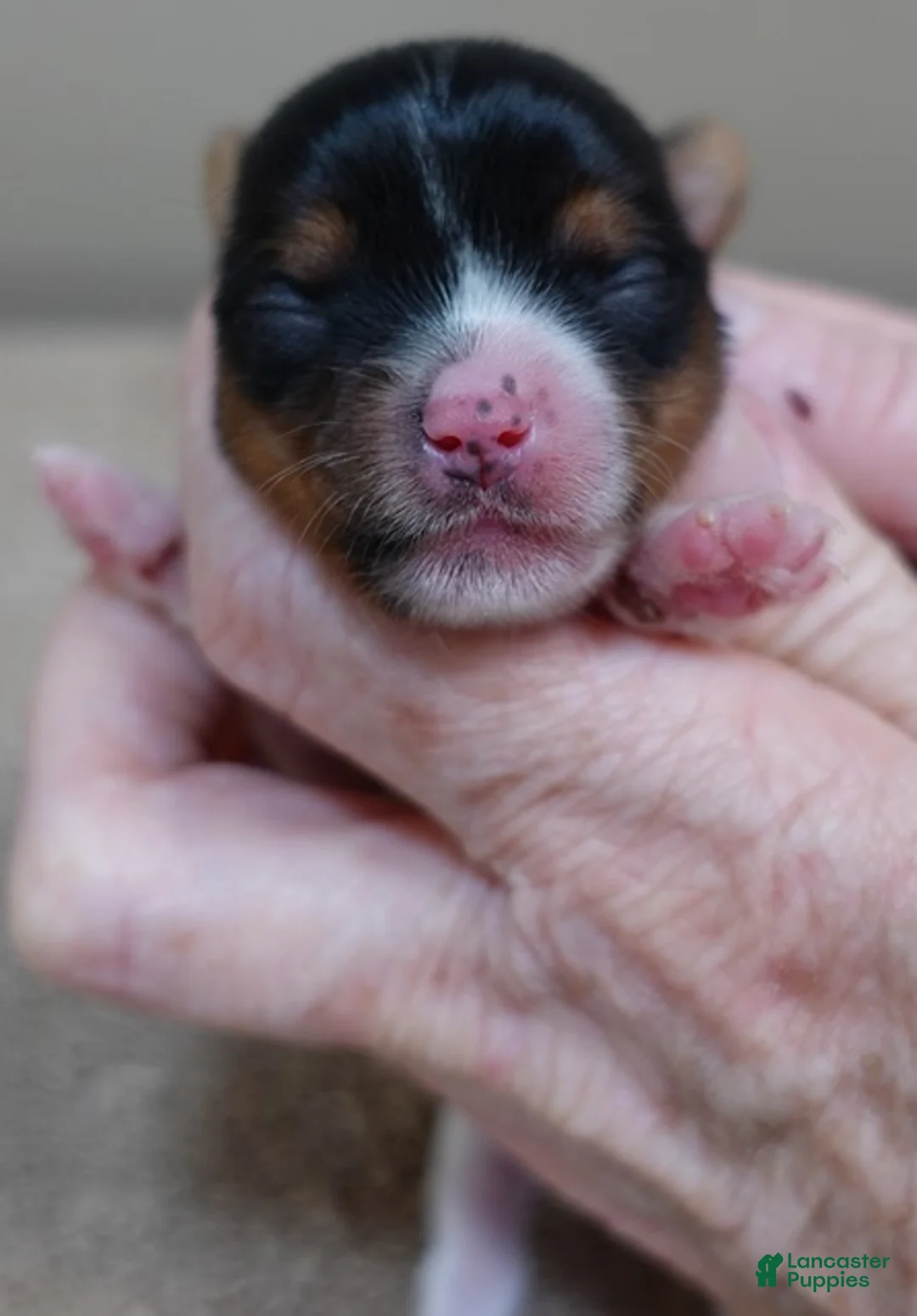 Yorkshire Terrier dogs for sale: Holly - Ad 4