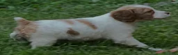Brittany Spaniel dogs for sale: Hawkete Holly Girl 1 - Ad 6