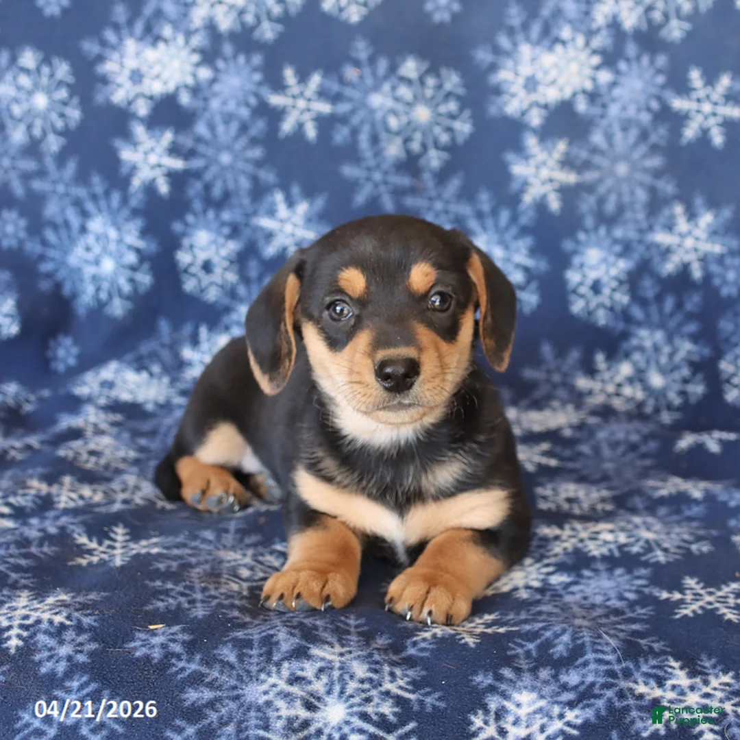 Welsh Corgi Pembroke dogs for sale: Sassy - Ad 2