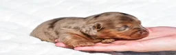 Miniature Dachshund dogs for sale: Harper - Ad 6