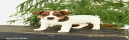 Jack Russell Terrier dogs for sale: Jewel - Ad 2