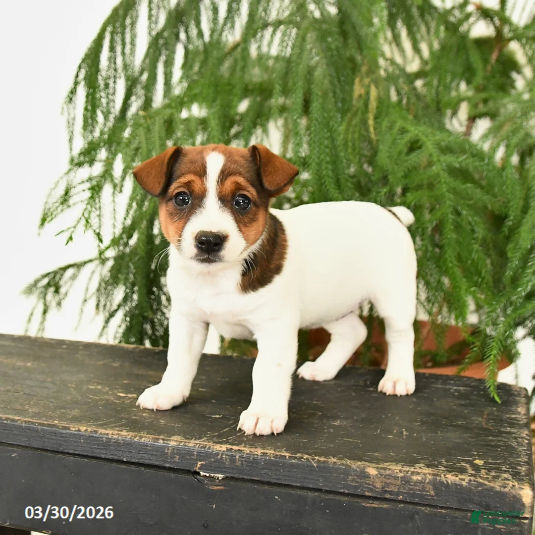 Jack Russell Terrier dogs for sale: Jewel - Ad 2