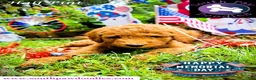 Goldendoodle dogs for sale: Half Pint - Ad 4