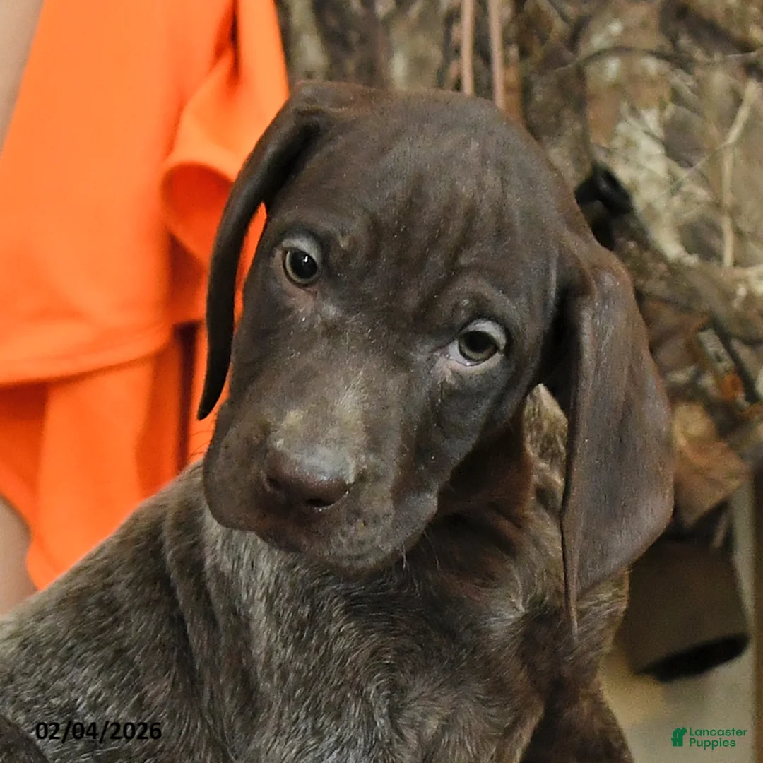 German Shorthaired Pointer dogs for sale: River - Ad 2