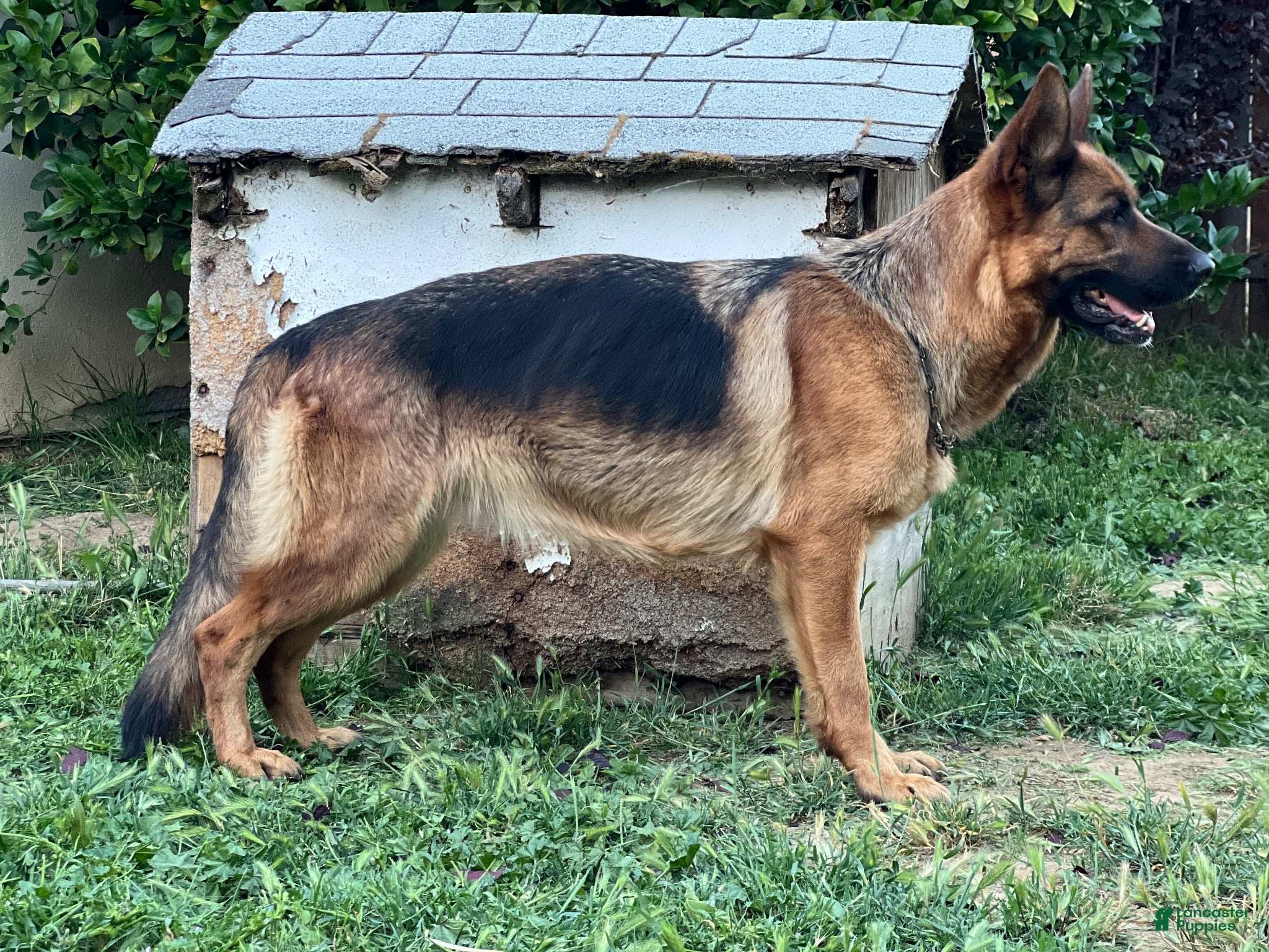 German Shepherd dogs Grey - Ad 2