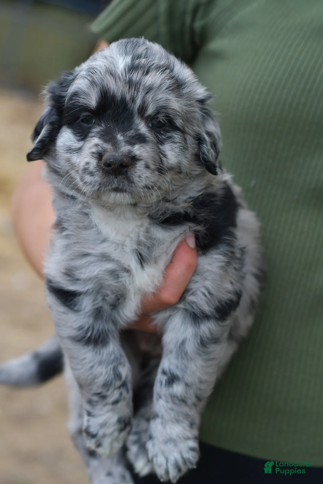 Mixed Breed dogs for sale: Boots - Ad 1