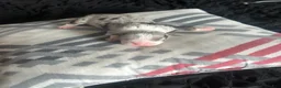 American Bully dogs for sale: American Bully 2 - Ad 1