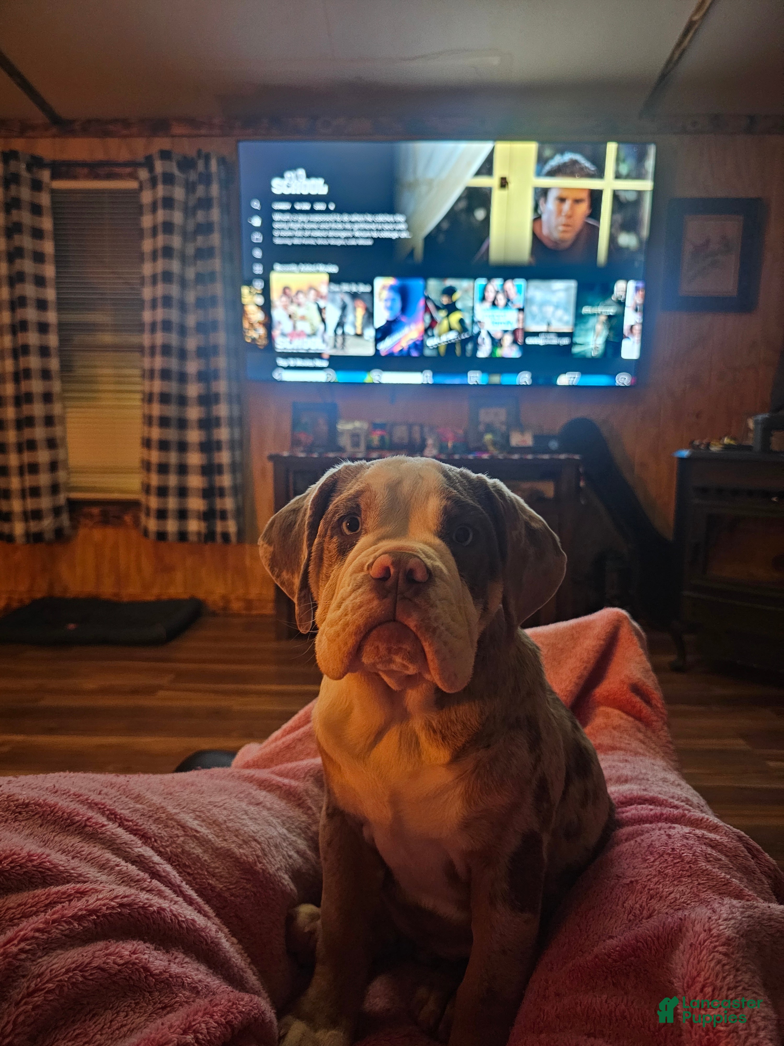 Beabull dogs MAPLE - Ad 39