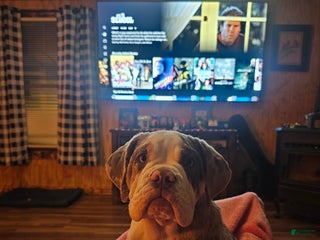 Beabull dogs MAPLE - Ad 16