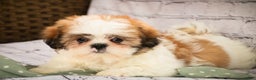 Shih Tzu dogs for sale: Bud - Ad 7