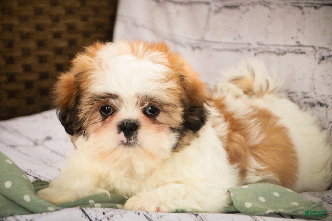 Shih Tzu dogs for sale: Bud - Ad 7