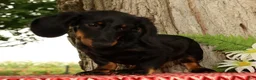 Miniature Dachshund dogs for sale: Bouncer - Ad 4