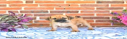 Puggle dogs for sale: Rickie - Ad 4