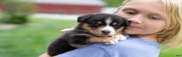 Mixed Breed dogs for sale: Grant - Ad 4