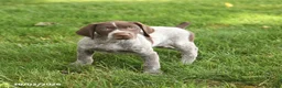 German Shorthaired Pointer dogs for sale: Sidney - Ad 3