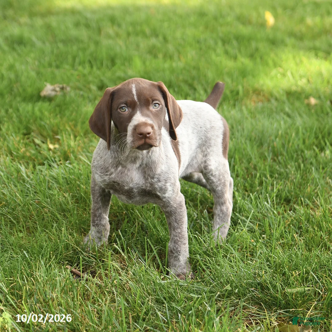 German Shorthaired Pointer dogs for sale: Sidney - Ad 3