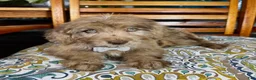 Labradoodle dogs for sale:  Reese  - Ad 5