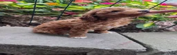 Cavapoo dogs for sale: Tipp - Ad 5