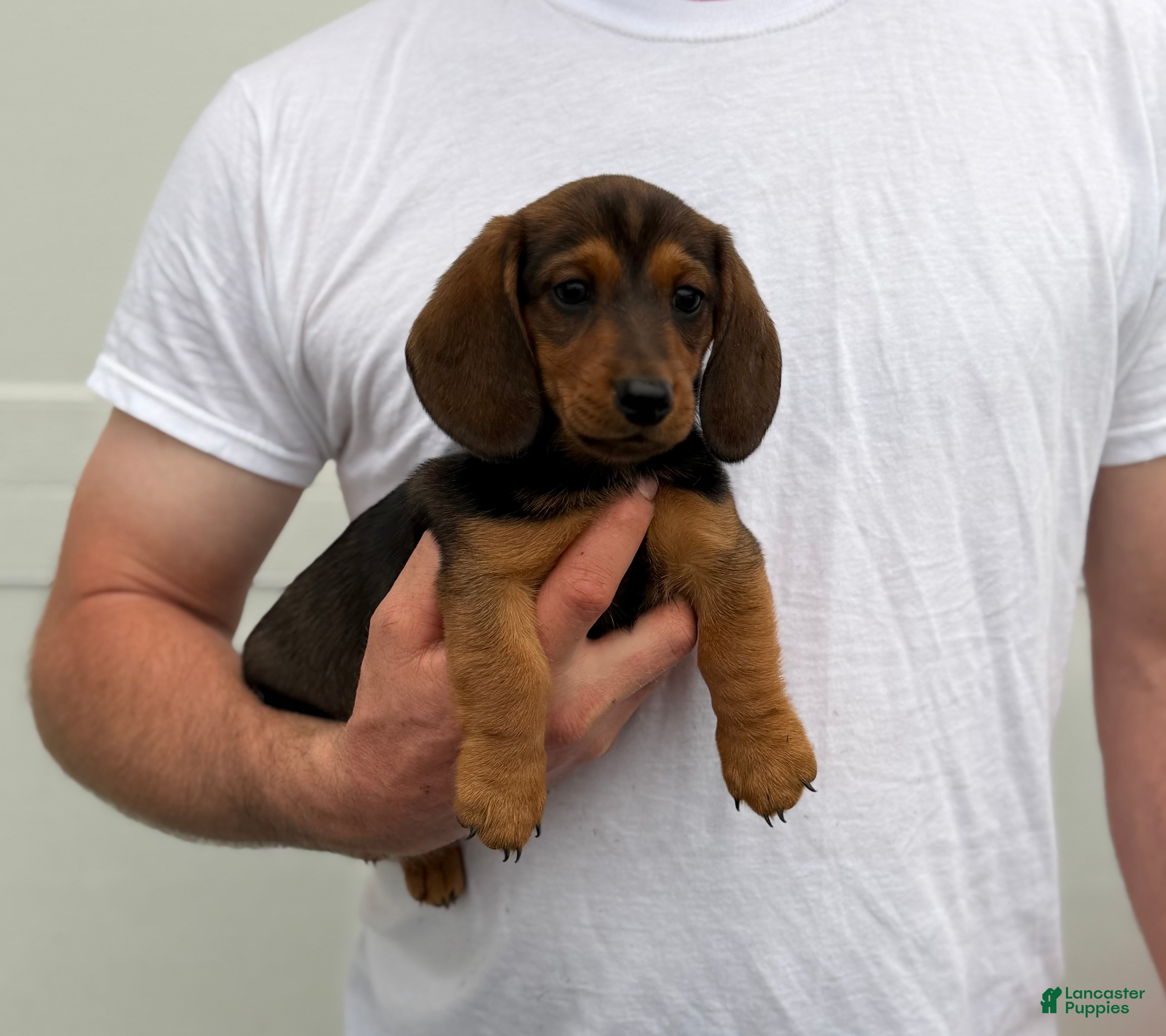 Dachshund dogs Brownie - Ad 2