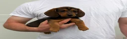 Dachshund dogs for sale: Brownie - Ad 2