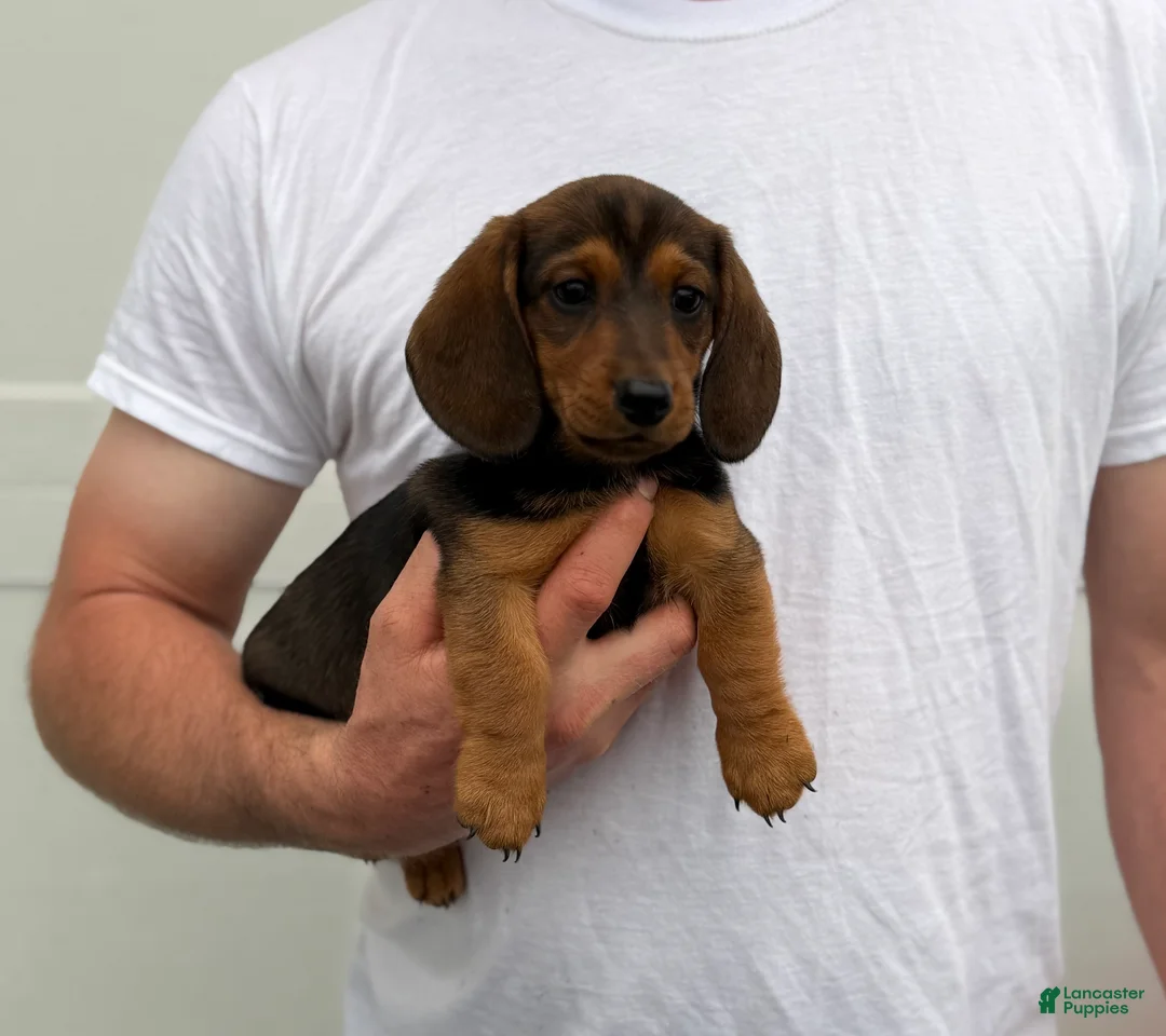 Dachshund dogs for sale: Brownie - Ad 2