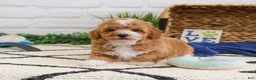 Cavapoo dogs for sale: Macchiato  - Ad 3