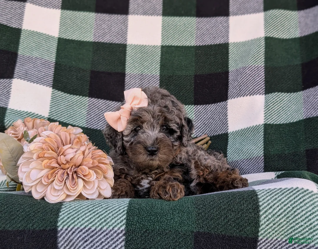 Cockapoo dogs for sale: Kahlia Hypoallergenic - Ad 5