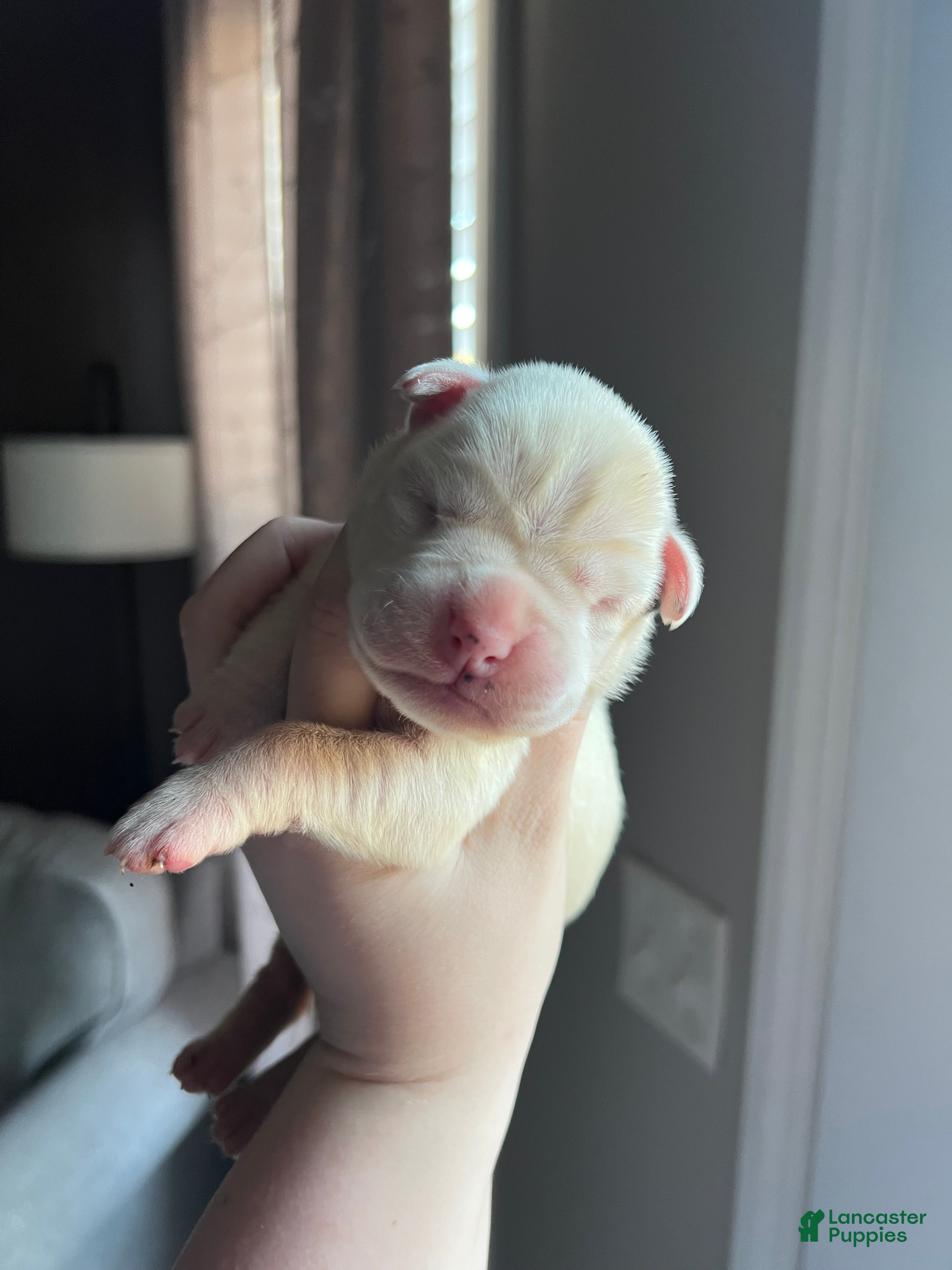 Boxer dogs Boxer Puppy 2 - Ad 4