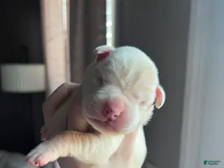 Boxer dogs Boxer Puppy 2 - Ad 4