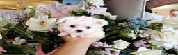 Maltese dogs for sale: Maltese Puppy 1 - Ad 1