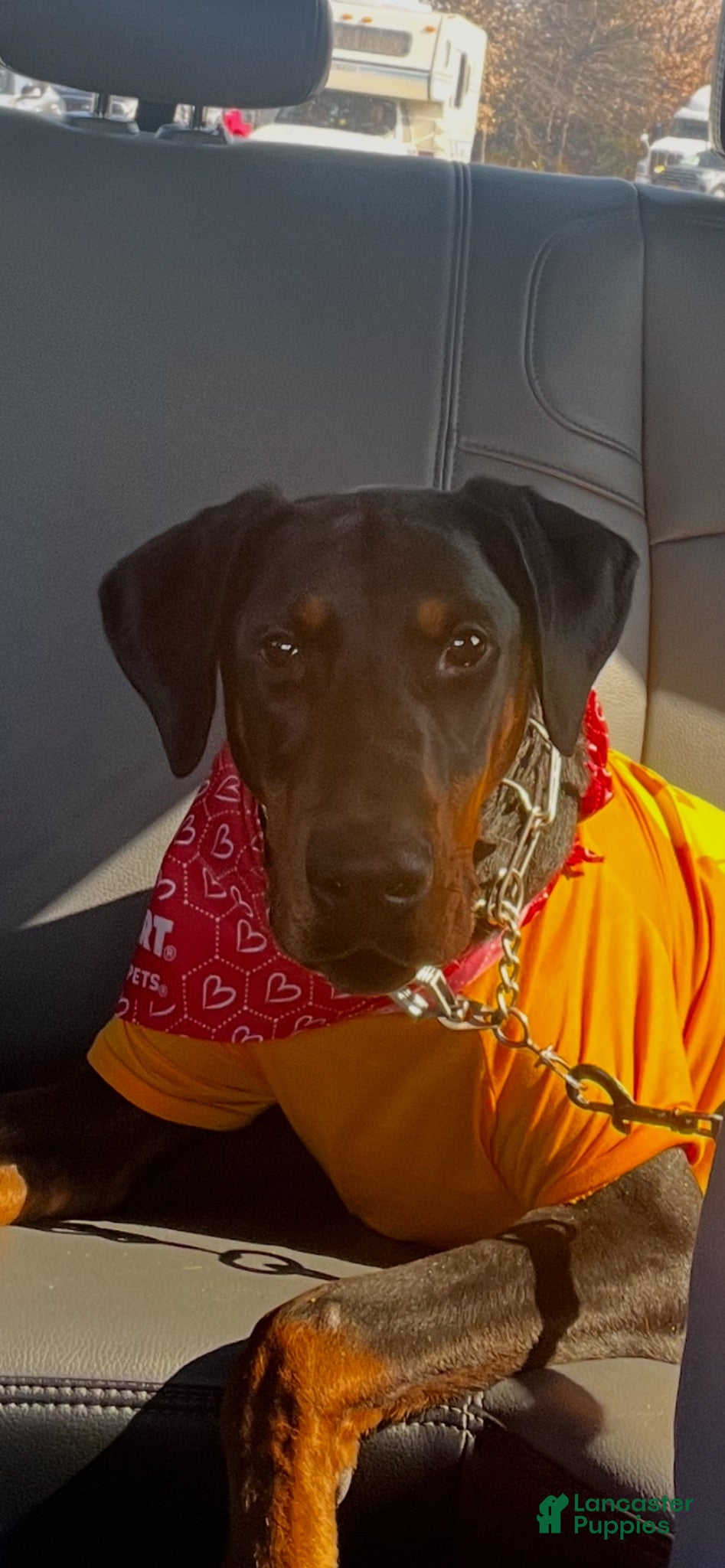 Doberman Pinscher dogs Doberman Pinscher 1 - Ad 38