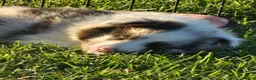 Shetland Sheepdog dogs for sale: Willow - Ad 10