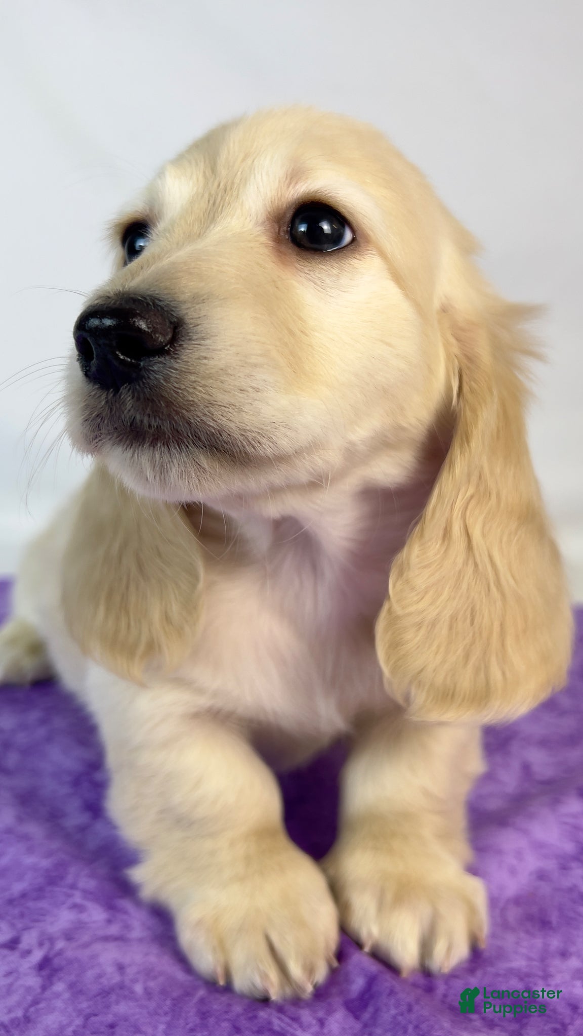 Miniature Dachshund dogs Parmesan - Ad 1