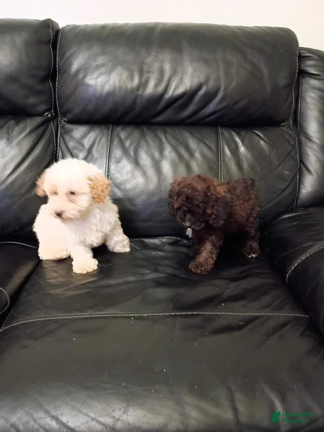 Miniature Poodle dogs for sale: Miniature Poodle 6 - Ad 10
