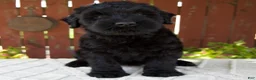 Giant Schnauzer dogs for sale: Teresa - Ad 1