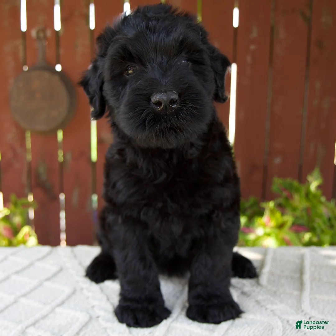 Giant Schnauzer dogs for sale: Teresa - Ad 1