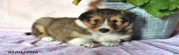 Shetland Sheepdog dogs for sale: Charlotte - Ad 3