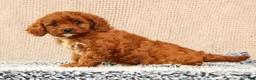 Cavapoo dogs for sale: Gretta - Ad 10