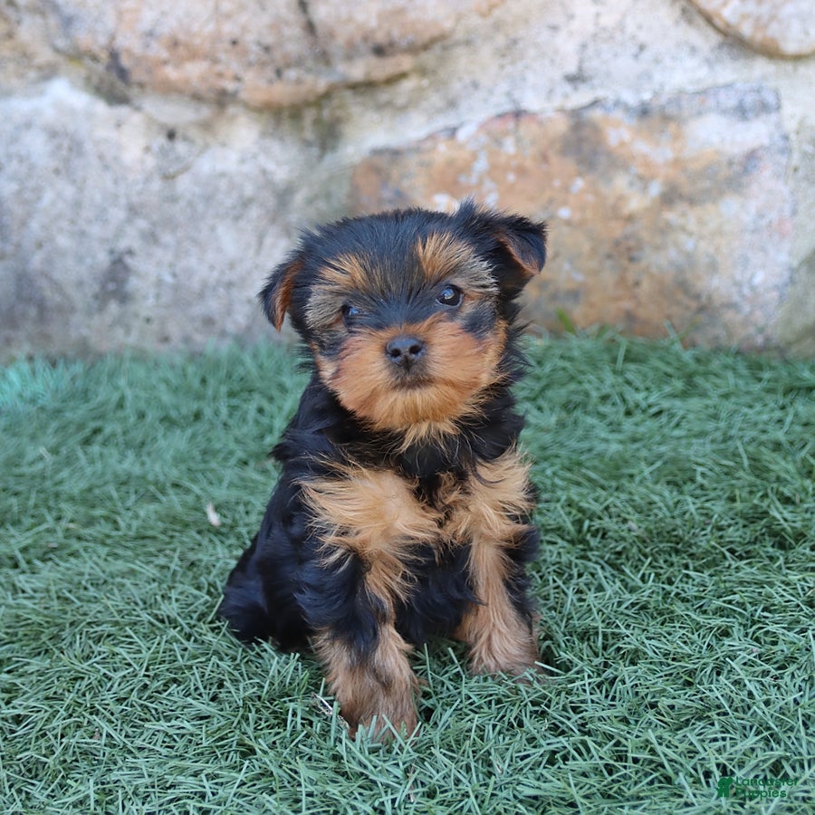 Yorkshire Terrier dogs Asher - Ad 2