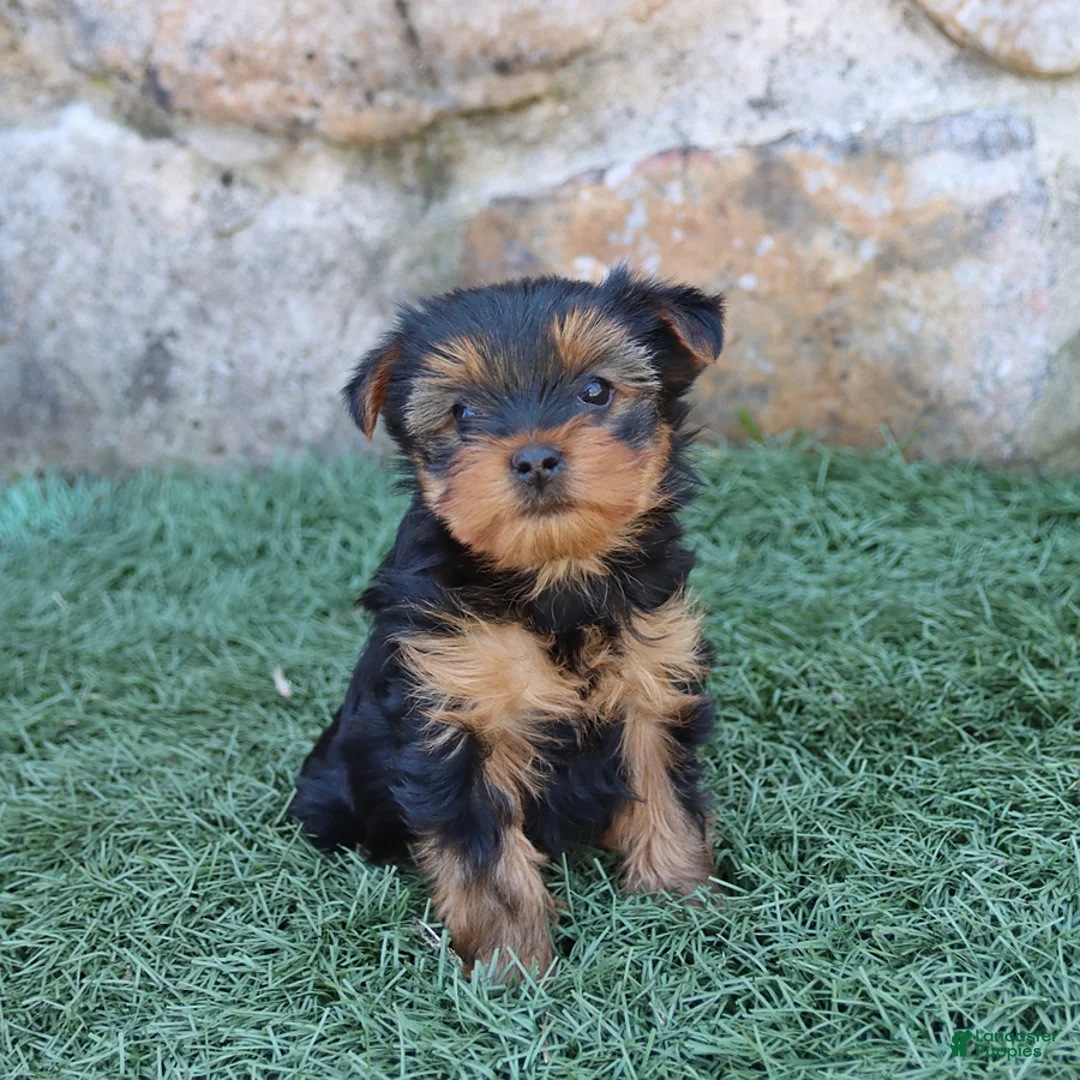Yorkshire Terrier dogs for sale: Asher - Ad 2