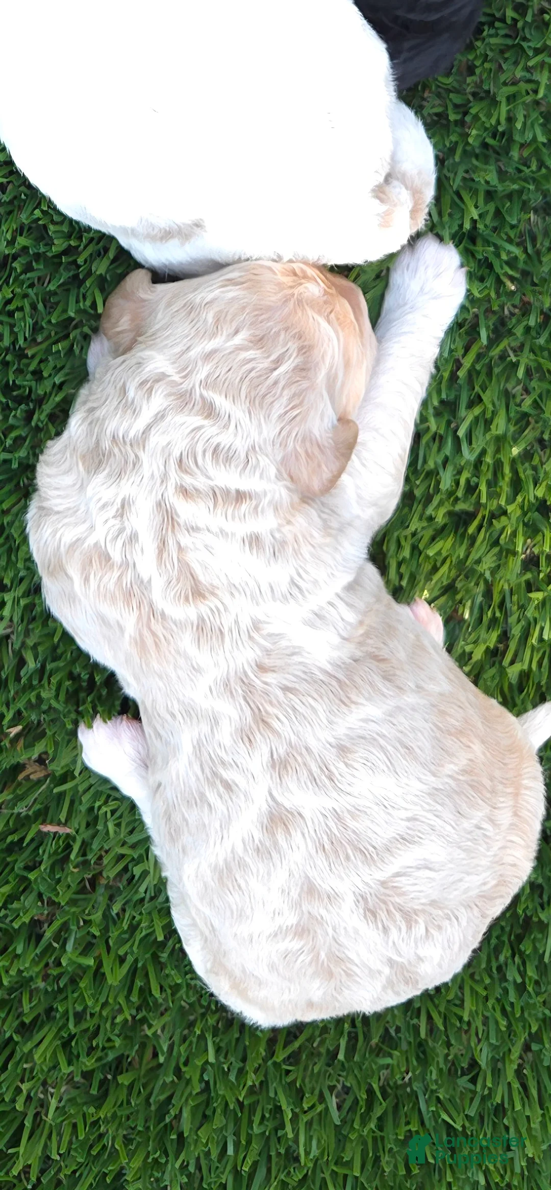 Goldendoodle dogs for sale: Goldendoodle 3 - Ad 1